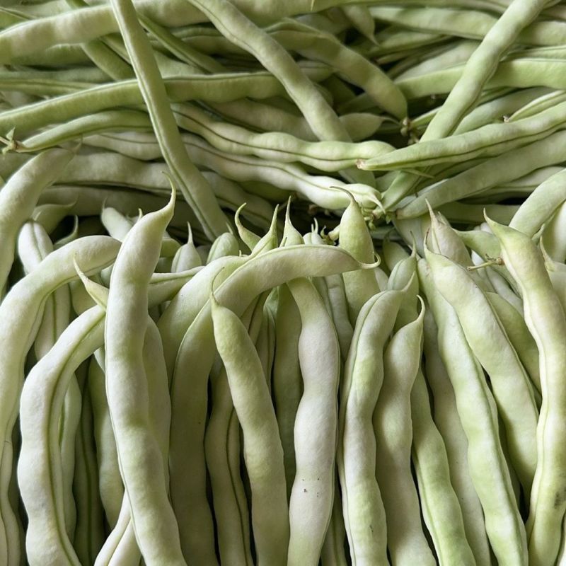 荚多宝四季豆种子无筋不败芸豆种籽鲜嫩纤维高产