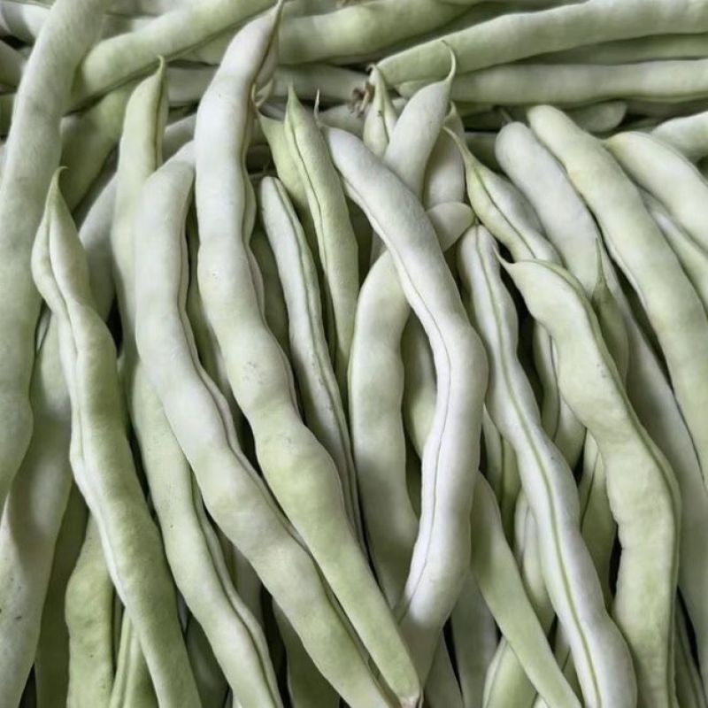荚多宝四季豆种子无筋不败芸豆种籽鲜嫩纤维高产