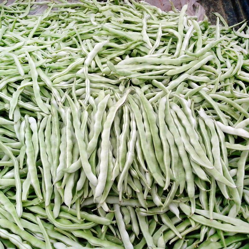 荚多宝四季豆种子无筋不败芸豆种籽鲜嫩纤维高产