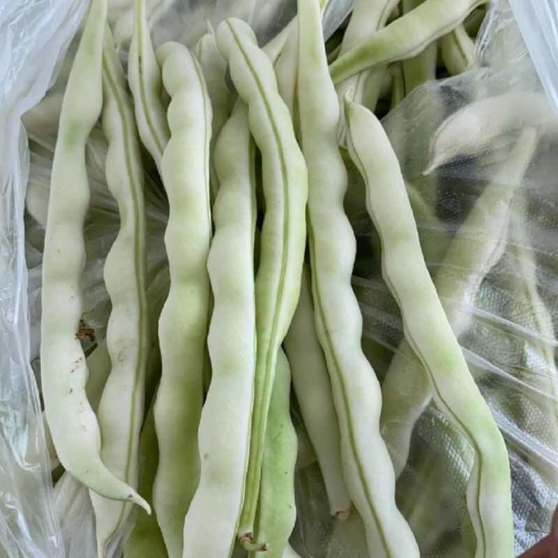 荚多宝四季豆种子无筋不败芸豆种籽鲜嫩纤维高产