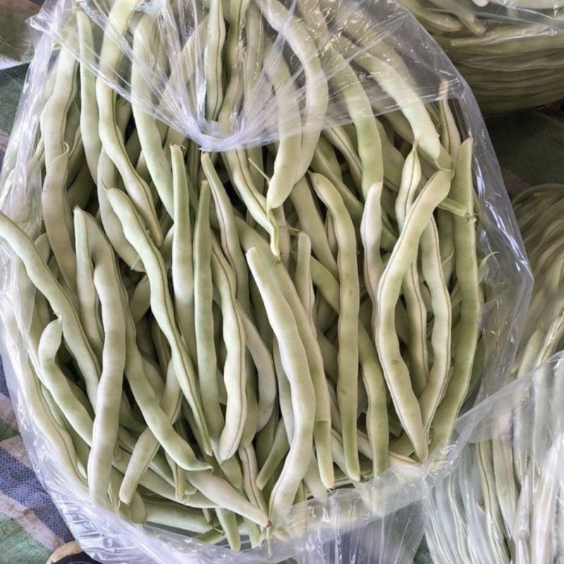荚多宝四季豆种子无筋不败芸豆种籽鲜嫩纤维高产