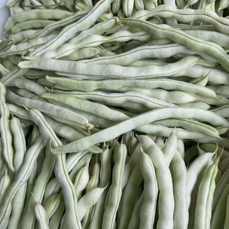 荚多宝四季豆种子无筋不败芸豆种籽鲜嫩纤维高产