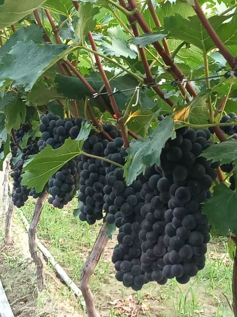南太湖葡萄，纯甜无酸，含糖高水分足。