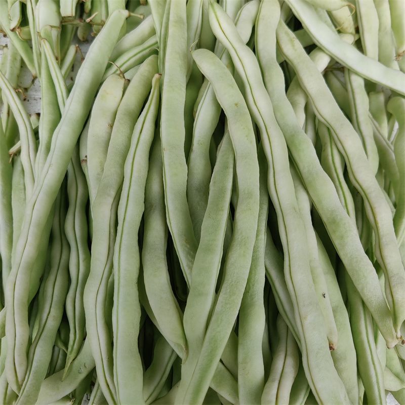 荚多宝四季豆种子无筋不败芸豆种籽鲜嫩纤维高产
