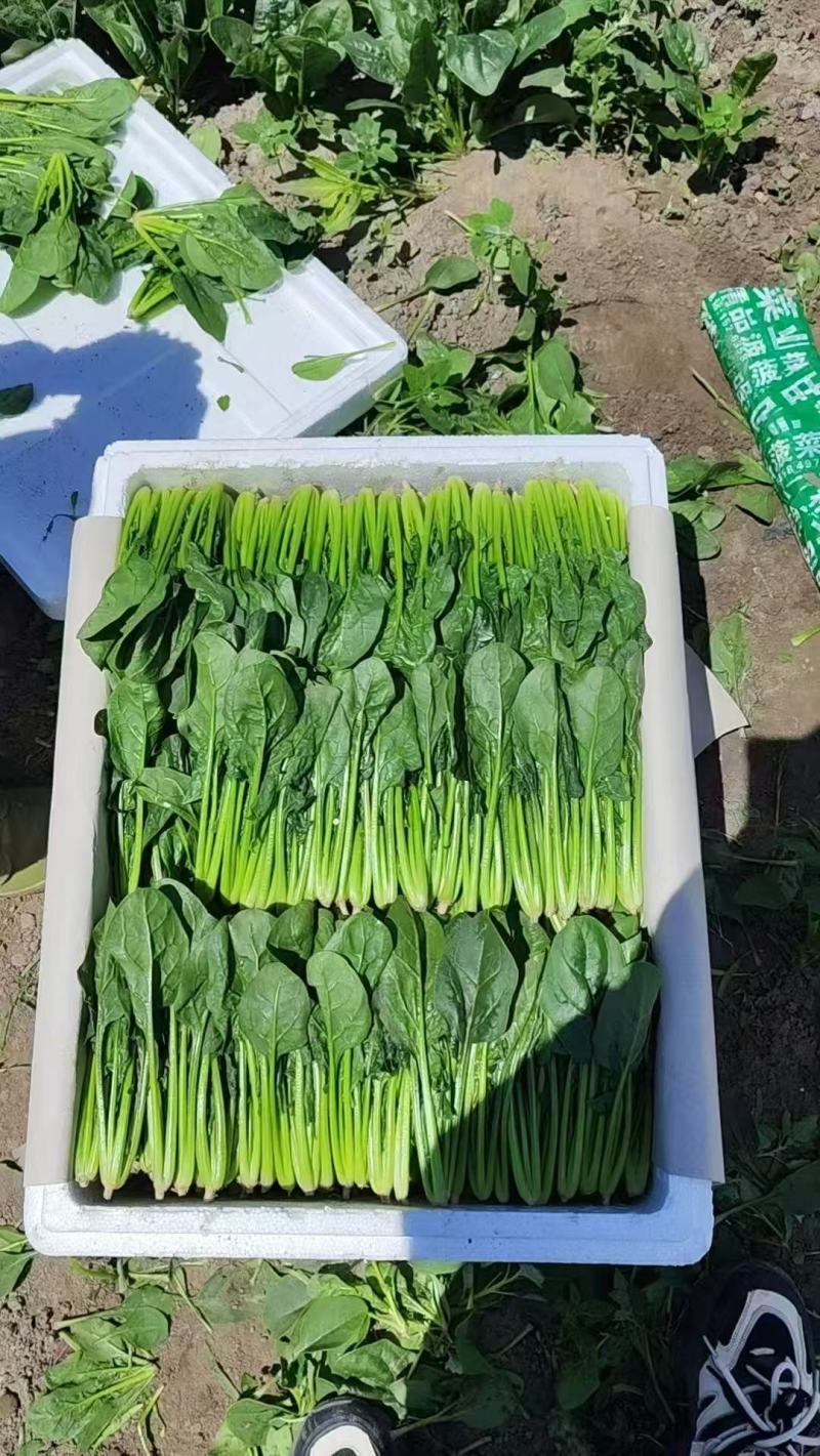 大叶菠菜