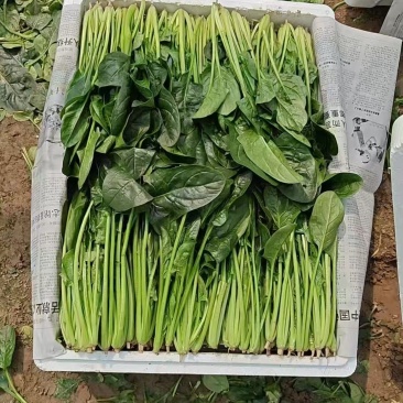 内蒙产地直供菠菜