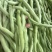 太空万斤青架豆王架豆种子嫩绿无筋长荚高产抗病商品性好春秋