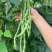 太空万斤青架豆王架豆种子嫩绿无筋长荚高产抗病商品性好春秋