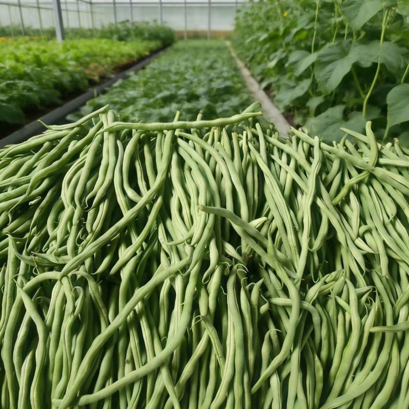 太空万斤青架豆王架豆种子嫩绿无筋长荚高产抗病商品性好春秋