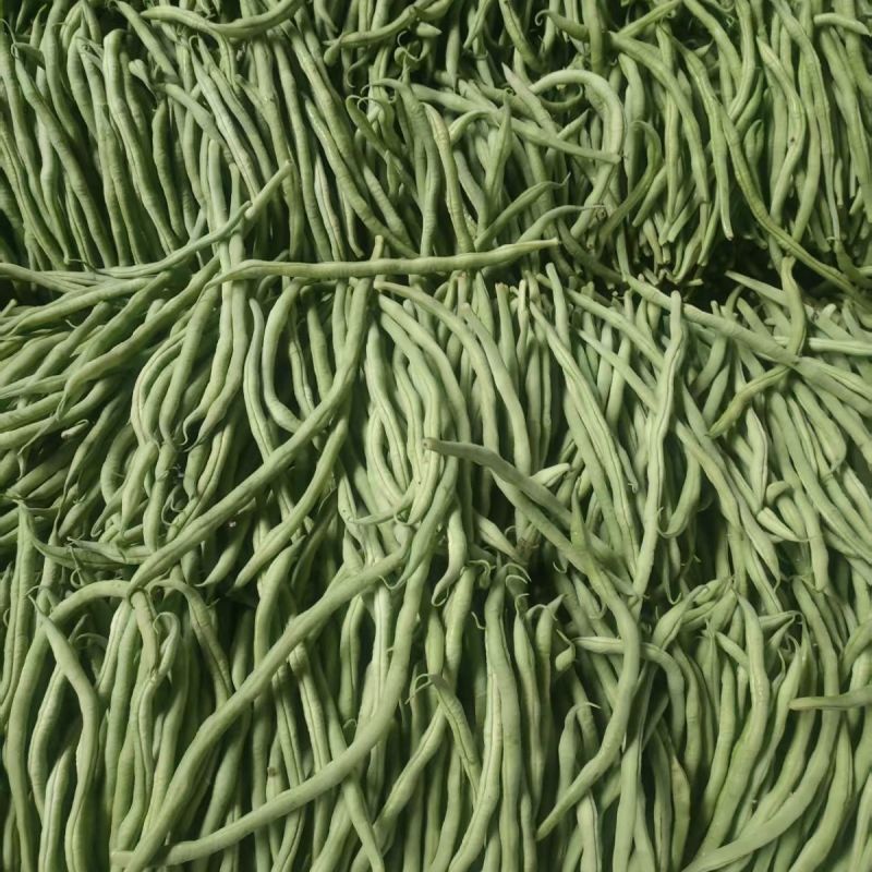 太空万斤青架豆王架豆种子嫩绿无筋长荚高产抗病商品性好春秋