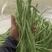 太空万斤青架豆王架豆种子嫩绿无筋长荚高产抗病商品性好春秋