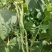 太空万斤青架豆王架豆种子嫩绿无筋长荚高产抗病商品性好春秋
