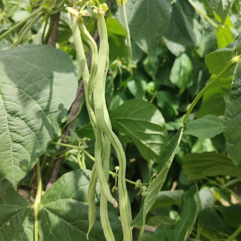 太空万斤青架豆王架豆种子嫩绿无筋长荚高产抗病商品性好春秋