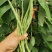 太空万斤青架豆王架豆种子嫩绿无筋长荚高产抗病商品性好春秋