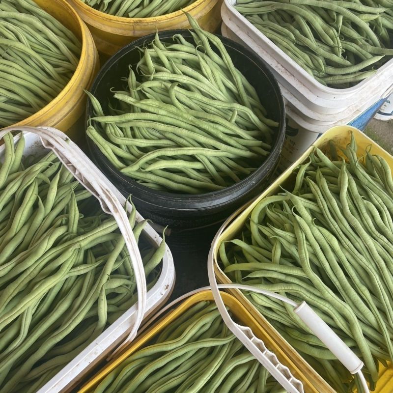 太空万斤青架豆王架豆种子嫩绿无筋长荚高产抗病商品性好春秋