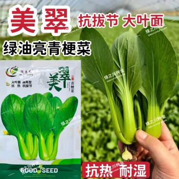 美翠油亮青梗菜种子耐热耐湿杂交大叶面青菜种子抗拔节抗热
