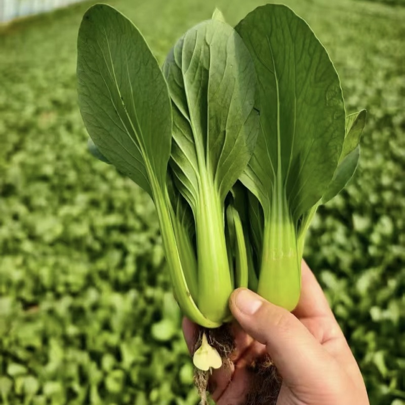美翠油亮青梗菜种子耐热耐湿杂交大叶面青菜种子抗拔节抗热
