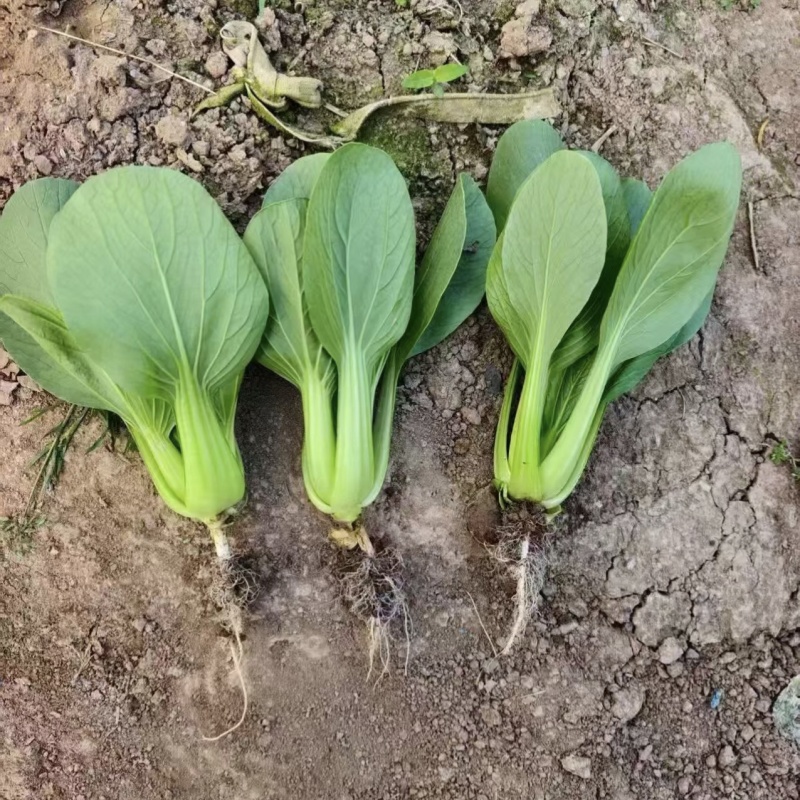 美翠油亮青梗菜种子耐热耐湿杂交大叶面青菜种子抗拔节抗热