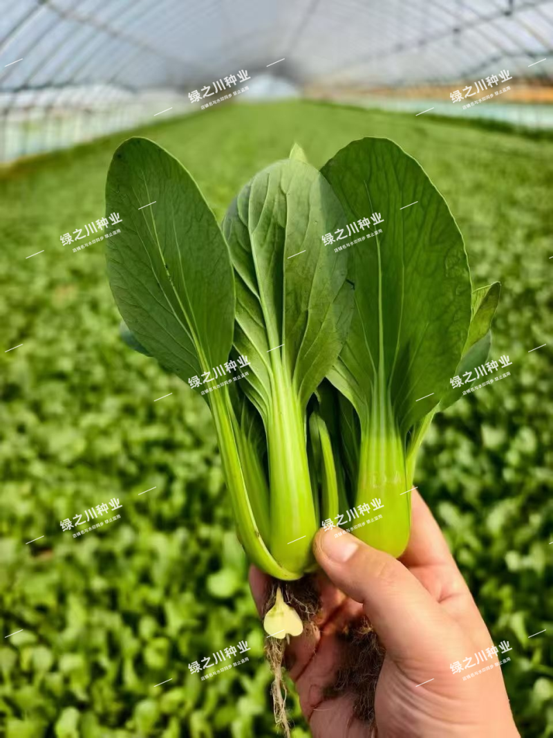 美翠油亮青梗菜种子耐热耐湿杂交大叶面青菜种子抗拔节抗热