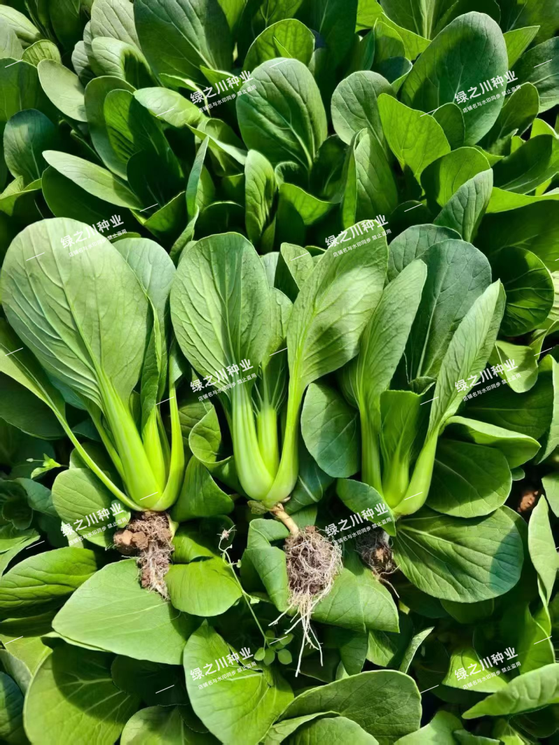 美翠油亮青梗菜种子耐热耐湿杂交大叶面青菜种子抗拔节抗热