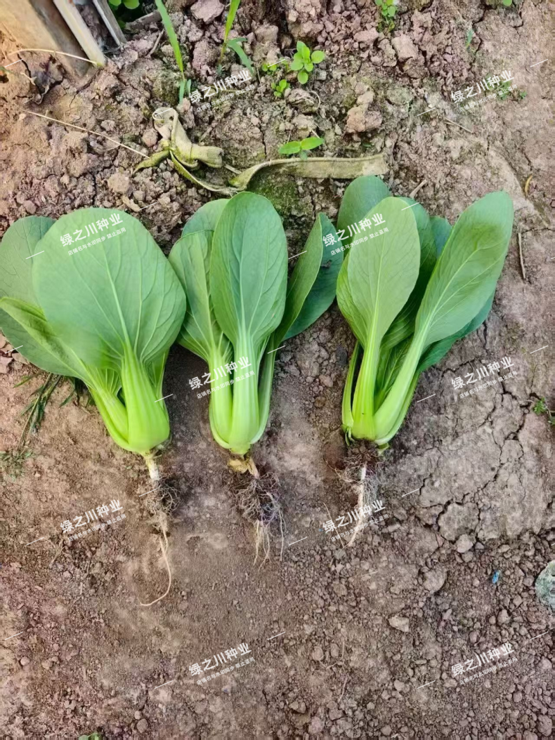 美翠油亮青梗菜种子耐热耐湿杂交大叶面青菜种子抗拔节抗热