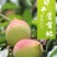 鹰嘴蜜桃支持一件代发