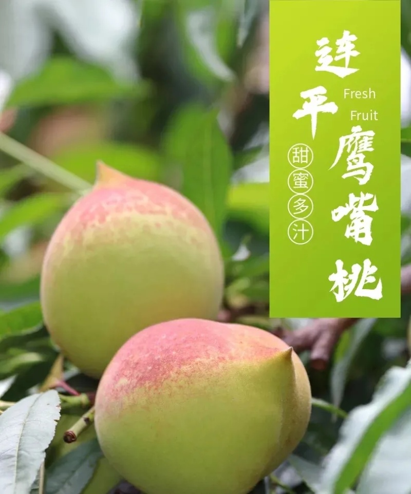 鹰嘴蜜桃支持一件代发