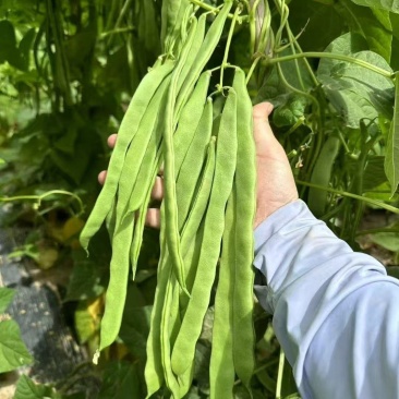 塞北青峰四扁架豆种子早熟蔓生扁平顺直纤维少不易老化春秋种
