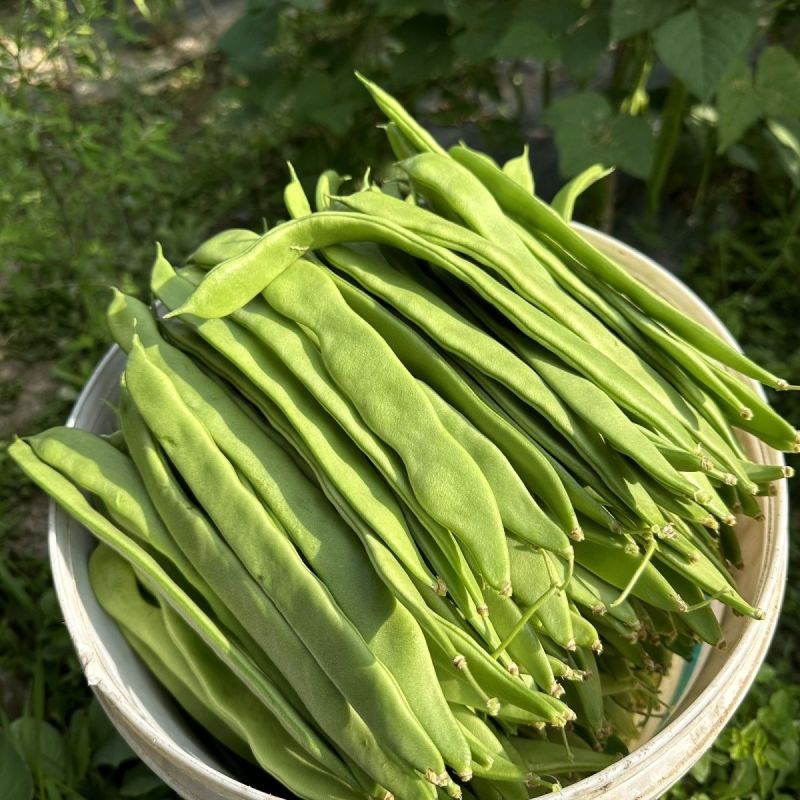塞北青峰四扁架豆种子早熟蔓生扁平顺直纤维少不易老化春秋种