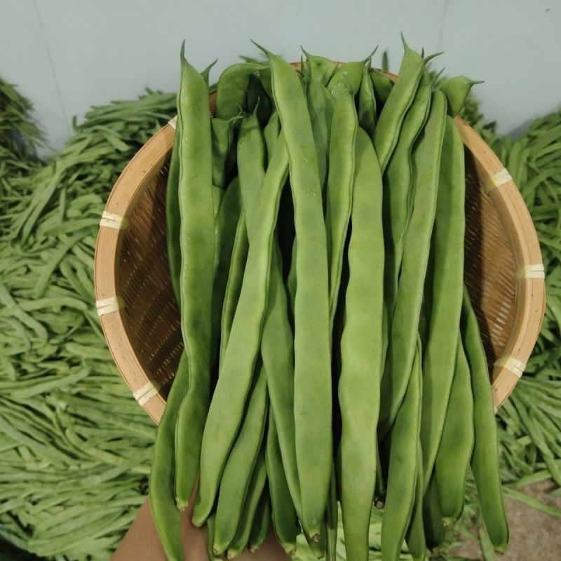 塞北青峰四扁架豆种子早熟蔓生扁平顺直纤维少不易老化春秋种