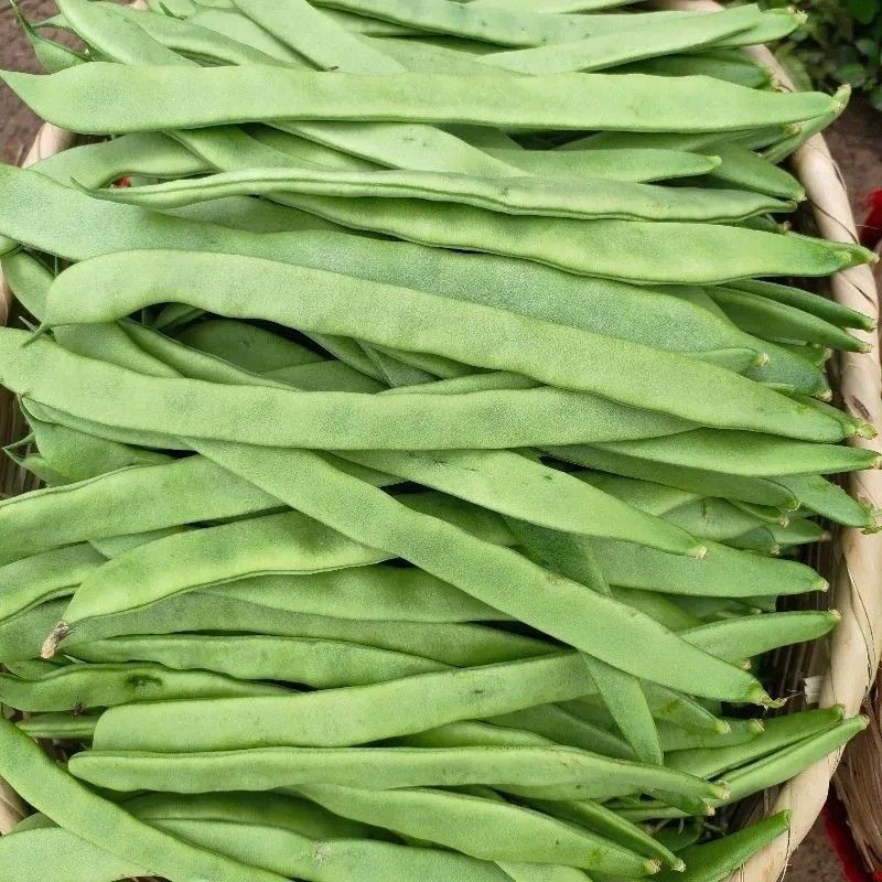 塞北青峰四扁架豆种子早熟蔓生扁平顺直纤维少不易老化春秋种