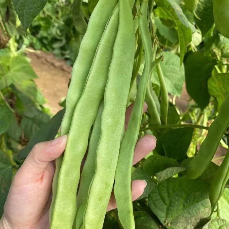 塞北青峰四扁架豆种子早熟蔓生扁平顺直纤维少不易老化春秋种