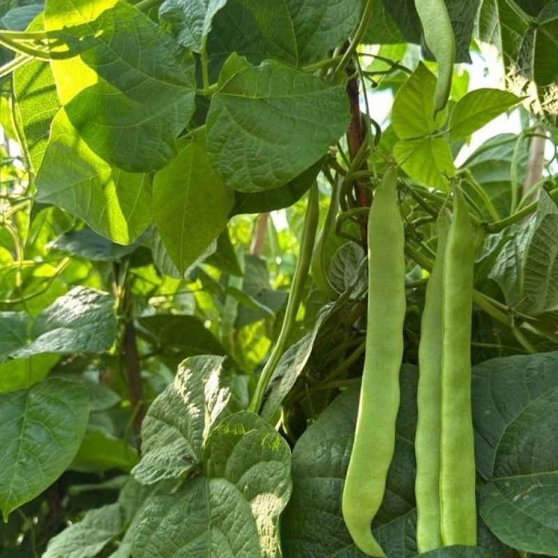 塞北青峰四扁架豆种子早熟蔓生扁平顺直纤维少不易老化春秋种