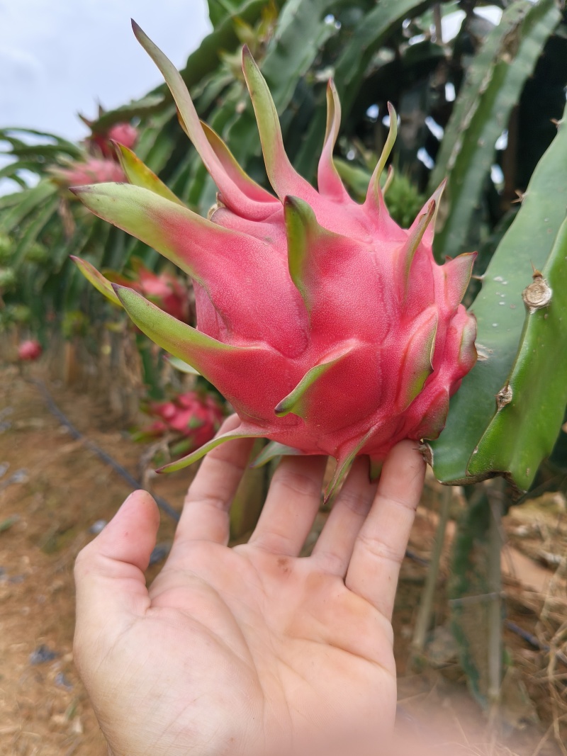 云南火龙果