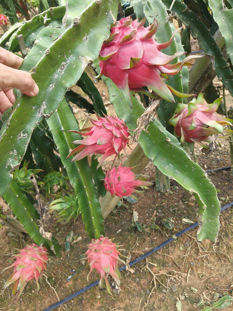云南火龙果