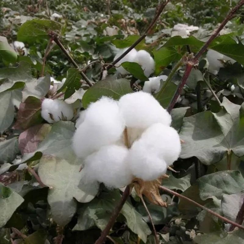 【正宗棉花】新疆棉花纯棉花棉胎原生棉二级棉被未加工纯棉花