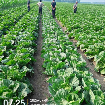 精品大白菜30亩