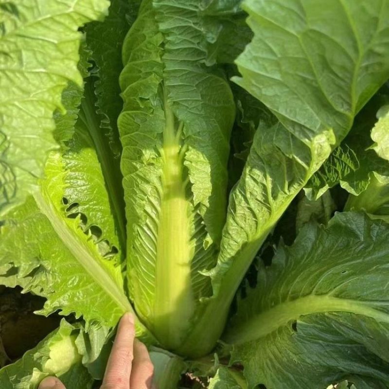 盛世唐笋绍菜白菜种子口感好优质高产抗病商品性佳农家秋季播