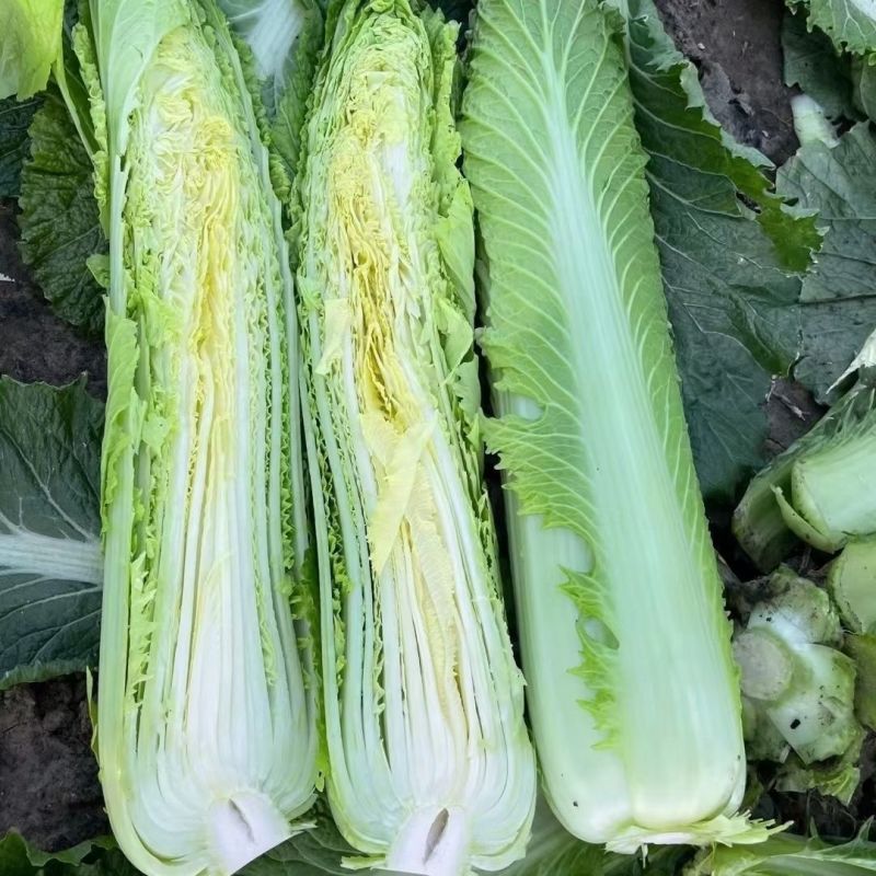 盛世唐笋绍菜白菜种子口感好优质高产抗病商品性佳农家秋季播