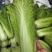 盛世唐笋绍菜白菜种子口感好优质高产抗病商品性佳农家秋季播