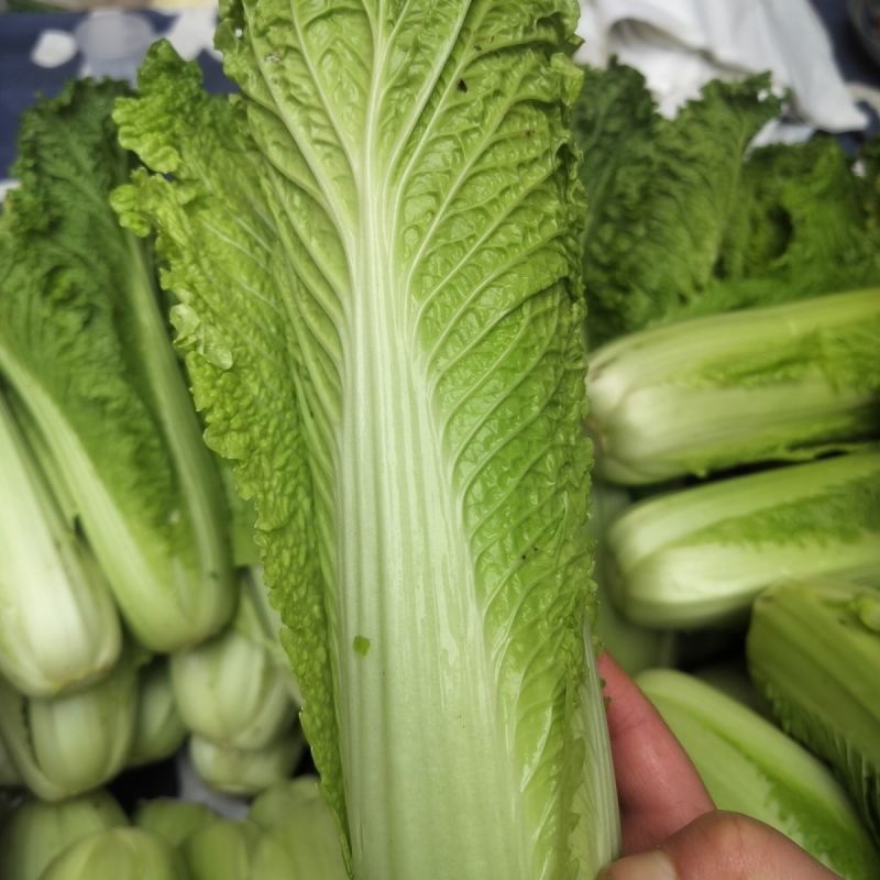 盛世唐笋绍菜白菜种子口感好优质高产抗病商品性佳农家秋季播