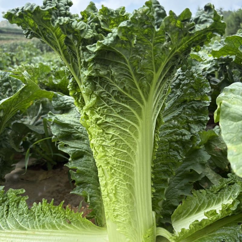 盛世唐笋绍菜白菜种子口感好优质高产抗病商品性佳农家秋季播