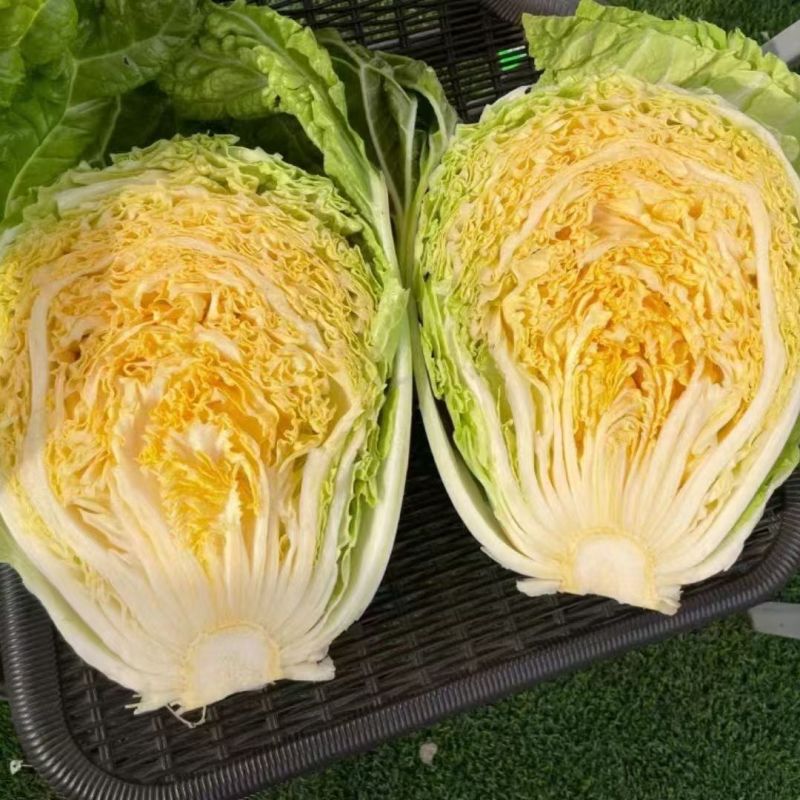 金柔F1橘黄心大白菜种子早熟桔黄心大白菜叶多帮薄口感好