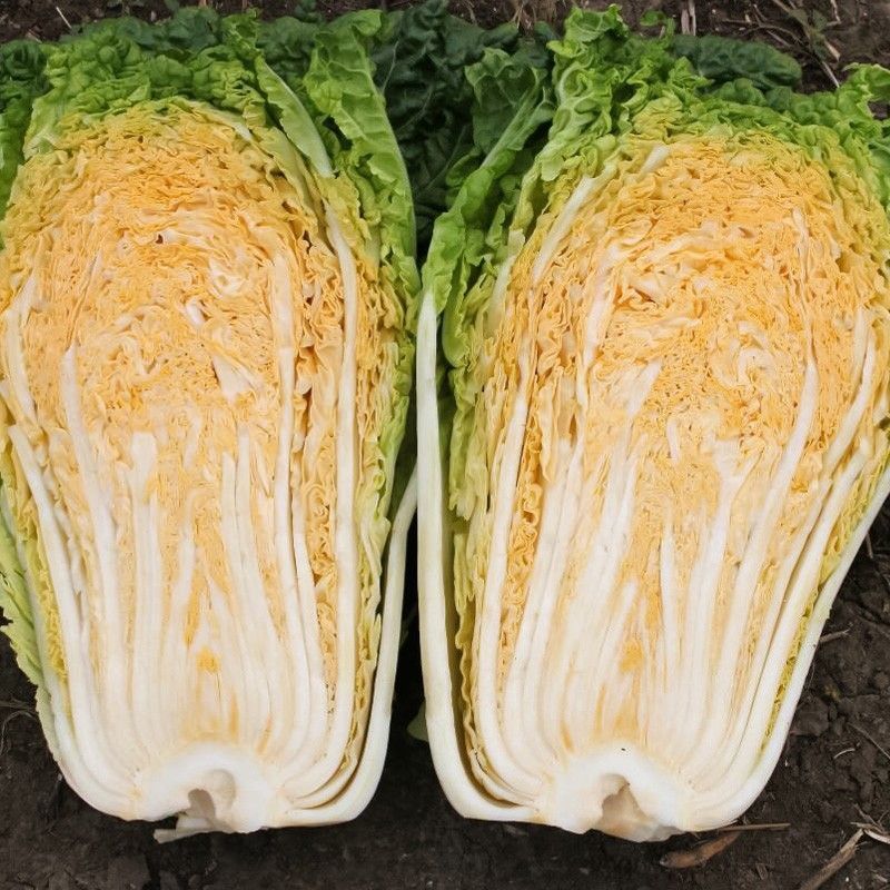 金柔F1橘黄心大白菜种子早熟桔黄心大白菜叶多帮薄口感好