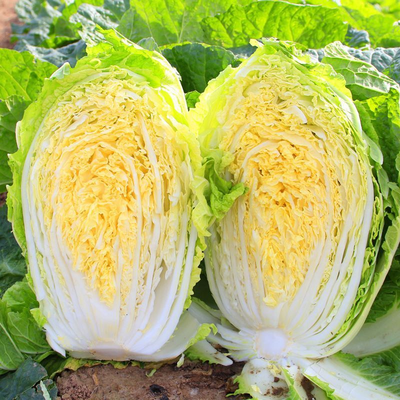 金柔F1橘黄心大白菜种子早熟桔黄心大白菜叶多帮薄口感好