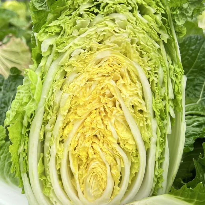 金柔F1橘黄心大白菜种子早熟桔黄心大白菜叶多帮薄口感好