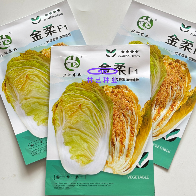 金柔F1橘黄心大白菜种子早熟桔黄心大白菜叶多帮薄口感好