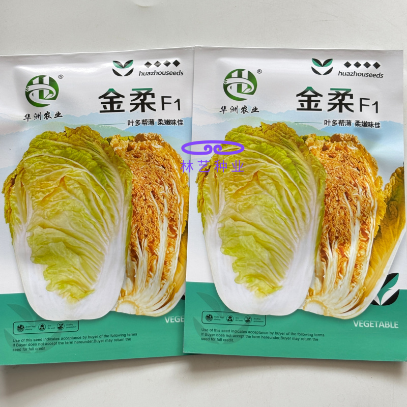金柔F1橘黄心大白菜种子早熟桔黄心大白菜叶多帮薄口感好