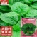 大叶木耳菜种子叶片肥厚好吃耐高热耐旱春夏四季阳台盆栽蔬菜