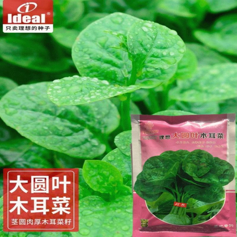 大叶木耳菜种子叶片肥厚好吃耐高热耐旱春夏四季阳台盆栽蔬菜